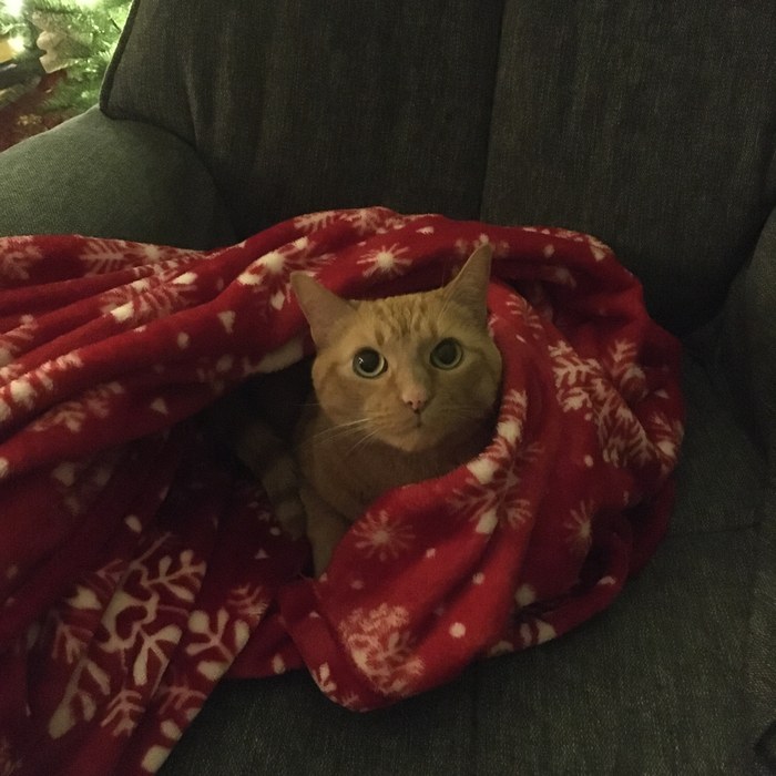 A cat wrapped in a blanket, one of our team's own pets