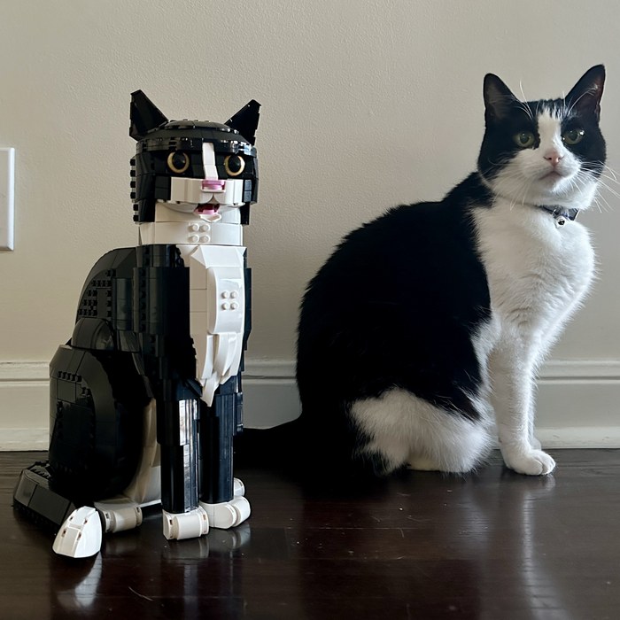 A tuxedo cat, one of our team's own pets
